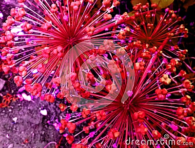 Floral fireworks Stock Photo